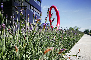 Lavendel auf dem Campus Wilhelminenhof